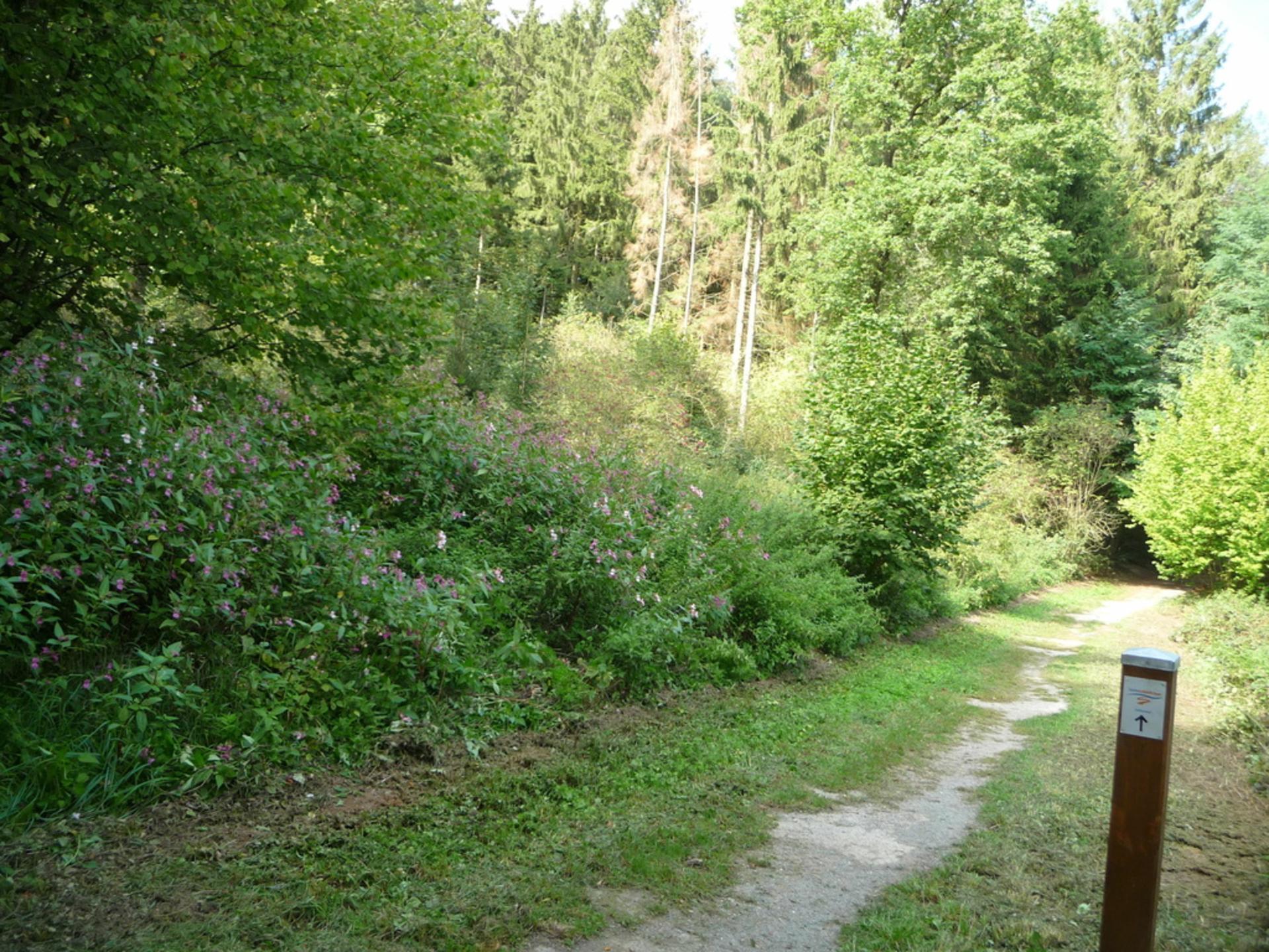 Waldgrundstück in Mettingen